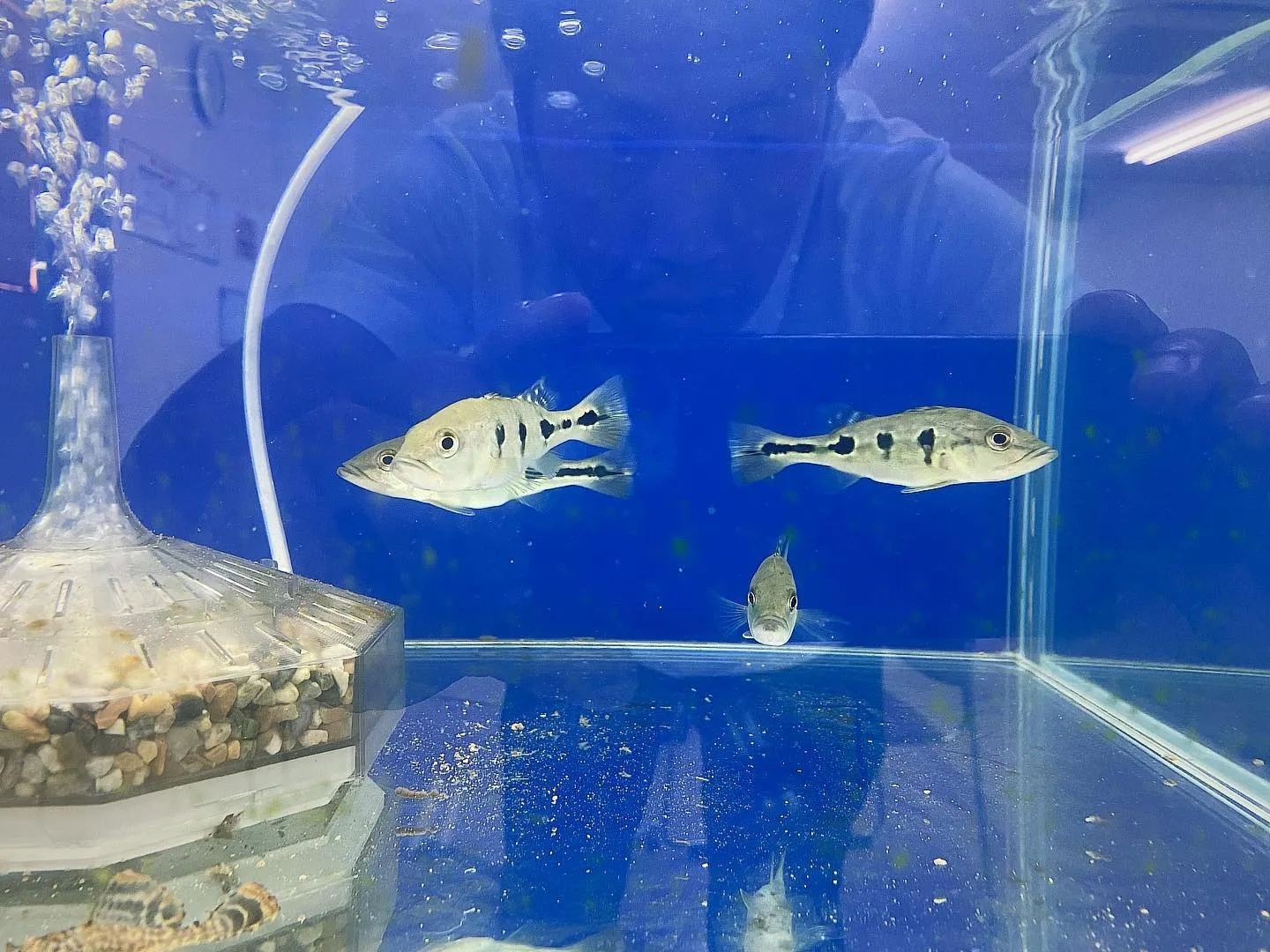 三重県桑名市にあるみらいネクスト三重では、熱帯魚の飼育をして...
